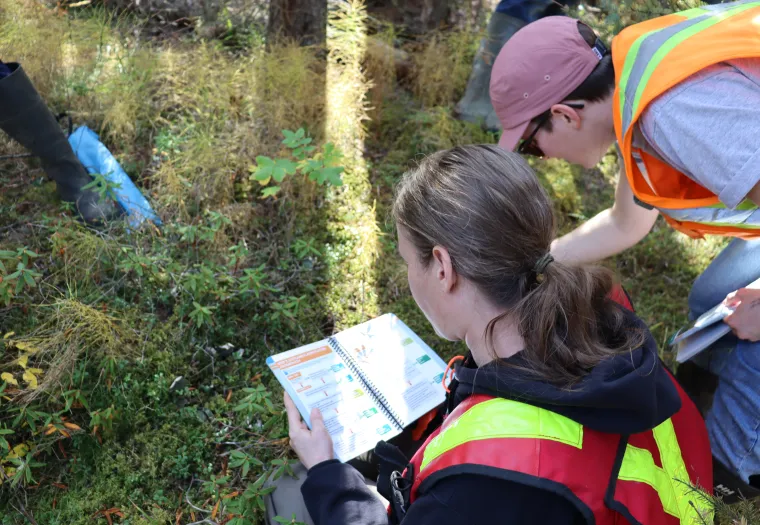 Two people in safety vests study plants in a forested area, using a field guide.