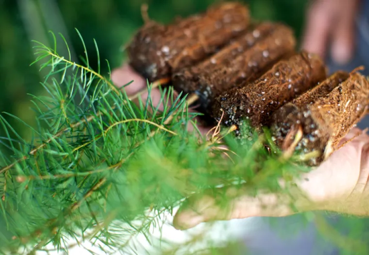 Hands holding small seedlings with roots wrapped in soil, next to a pine branch with green needles.