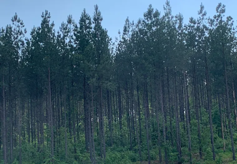 A dense forest of tall pine trees under a clear blue sky.