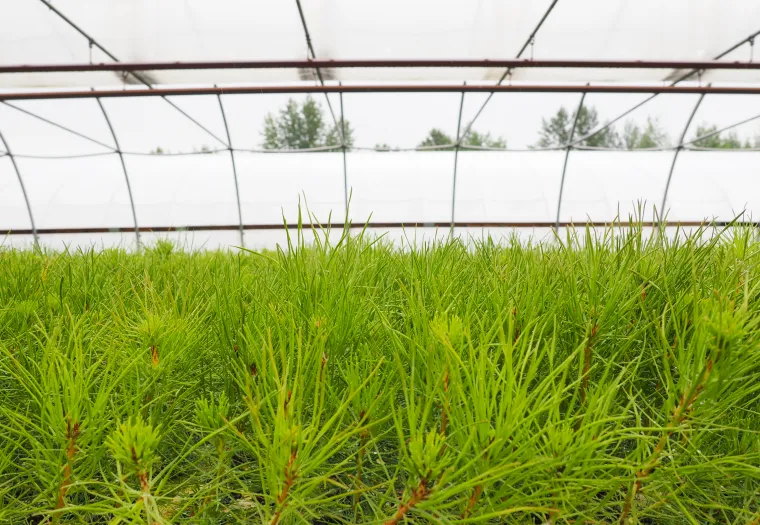 Young pine trees grow in rows inside a greenhouse with a transparent roof.