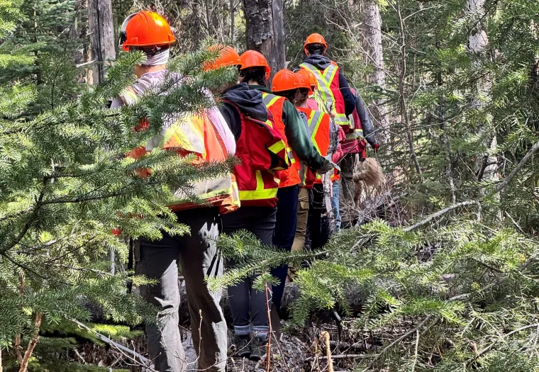 A group of individuals wearing orange helmets and high-visibility vests stand in a line in a forested area, appearing to work on or inspect the surrounding environment.