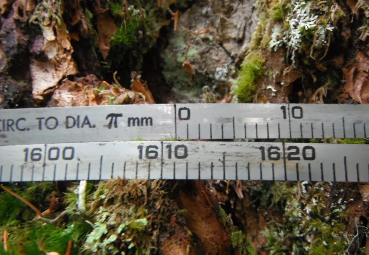 Close-up of two measuring tapes on a moss-covered, cracked tree bark surface. One tape displays increments in millimeters and has the text "CIRC. TO DIA. π mm.