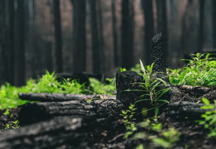 Close-up of new green plants growing amid charred tree stumps in a forest, indicating signs of regrowth after a fire.