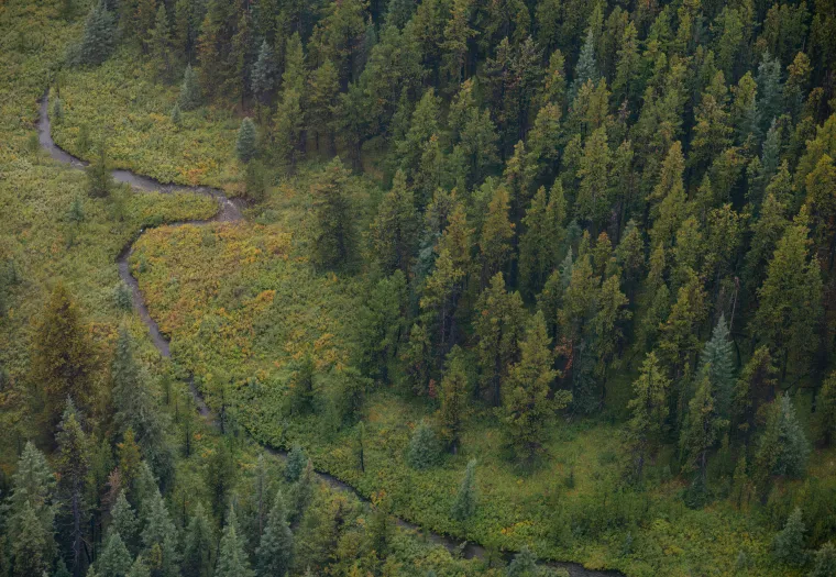 Aerial view of a dense forest with a narrow, winding creek running through a green, grassy area. The trees are predominantly evergreen.