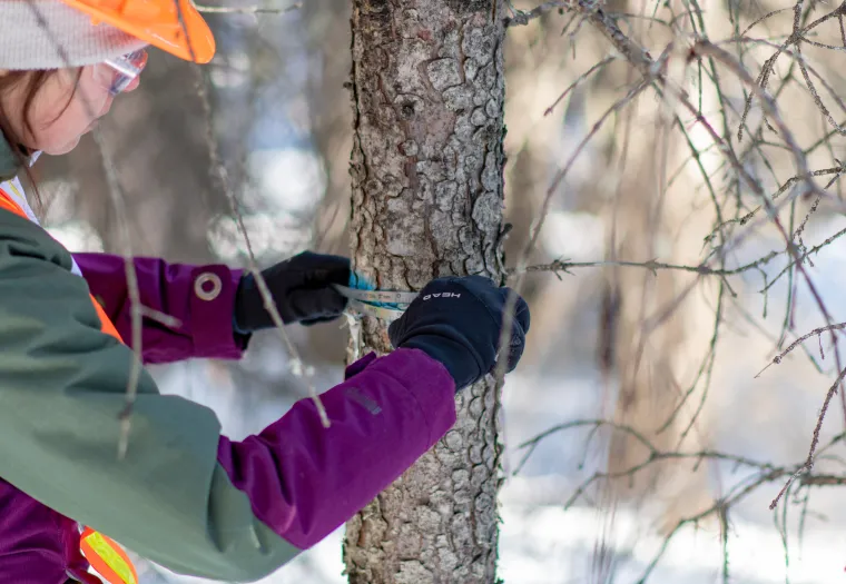 A person wearing a safety helmet, gloves, and a high-visibility vest measures the diameter of a tree trunk with a caliper in a forested area.