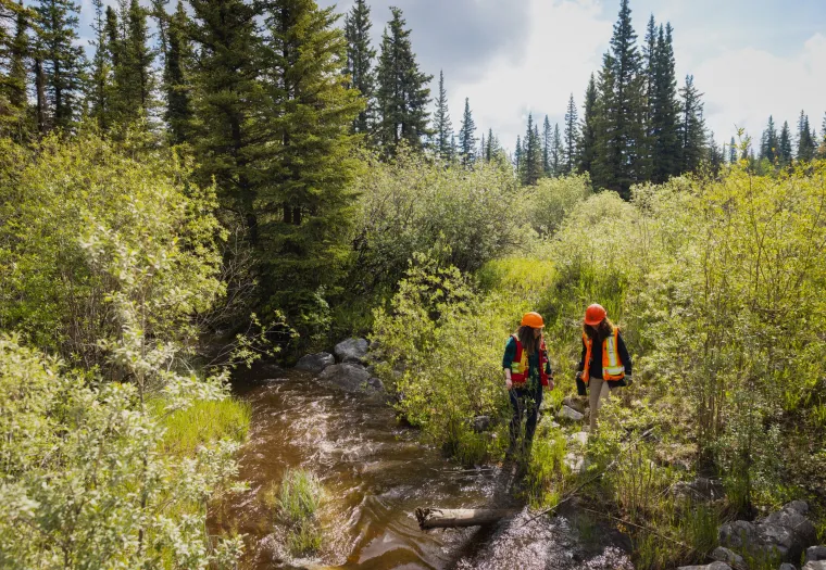 Two people in orange vests and helmets walk near a flowing stream in a forested area with evergreen trees and green foliage.