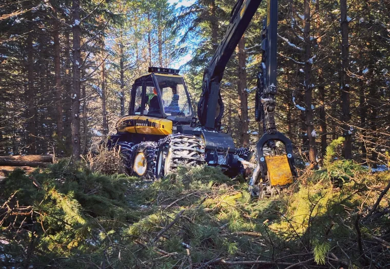 A logging machine is parked in a forest clearing, surrounded by cut branches, with a small dog standing nearby.