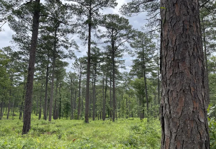 Tall pine trees in a dense forest with a grassy undergrowth and a cloudy sky overhead.