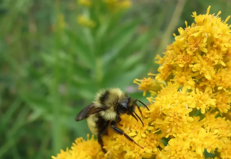 A bee collects pollen from bright yellow flowers in a garden, with a green foliage background.