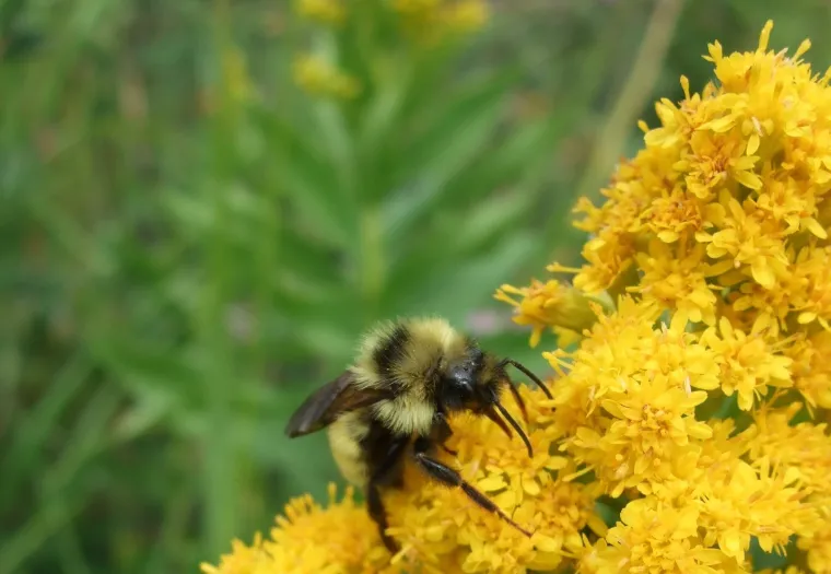 A bee collects pollen from bright yellow flowers in a garden, with a green foliage background.