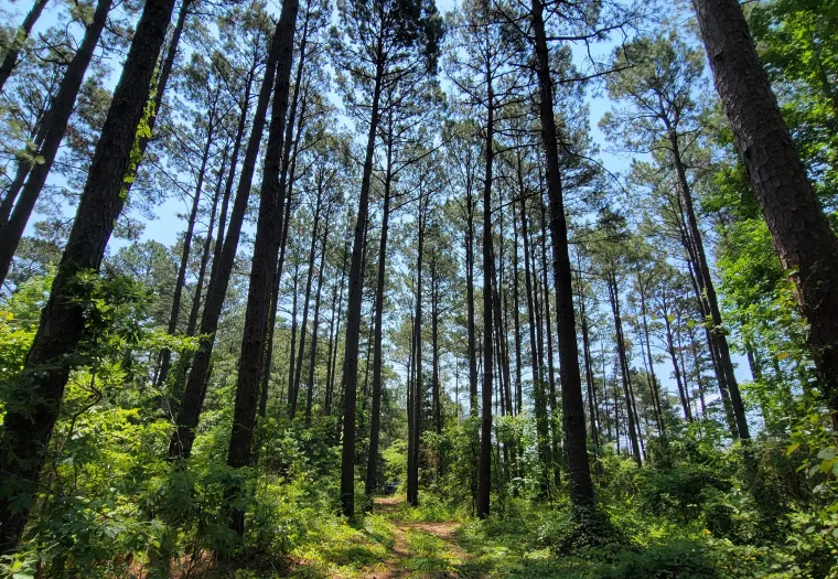 A path winds through a dense forest of tall pine trees under a clear blue sky, with sunlight filtering through the canopy.