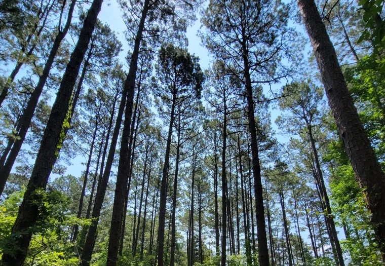 A path winds through a dense forest of tall pine trees under a clear blue sky, with sunlight filtering through the canopy.
