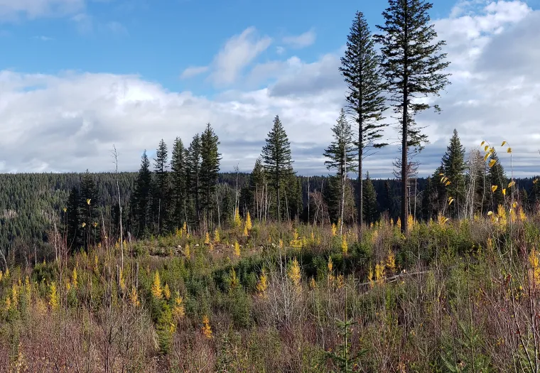 Panoramic view of a forest landscape with mixed evergreen and deciduous trees under a partly cloudy sky. A dirt path is visible on the right side.