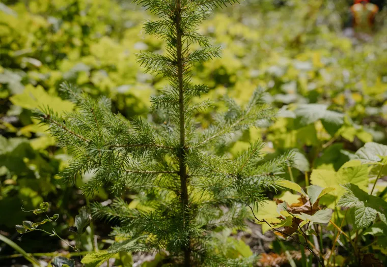 A young evergreen tree grows among green plants in a sunlit clearing, with a blurred forest background under a partly cloudy sky.