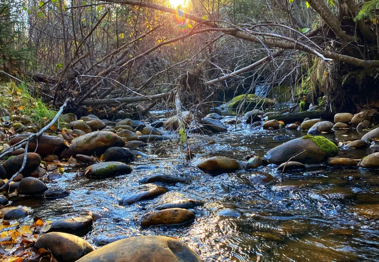 A shallow creek with smooth rocks and fallen leaves flows through a forest, with sunlight shining through the trees in the background.