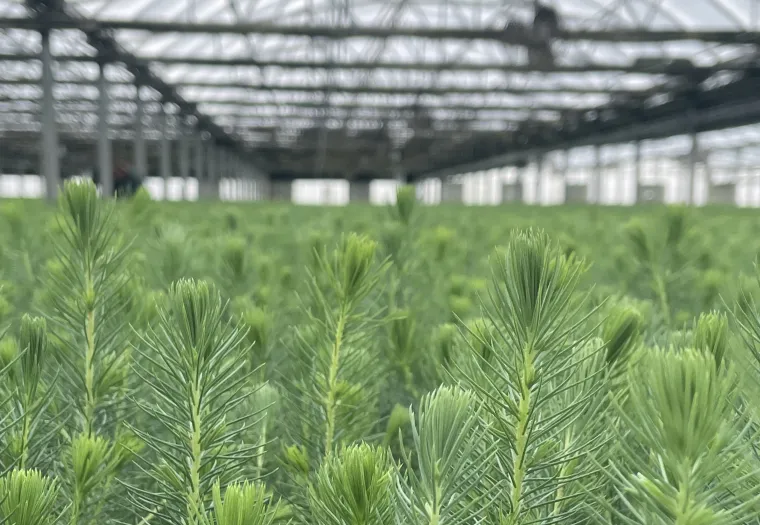 Rows of young conifer seedlings growing inside a large greenhouse with a glass roof and metal framework.