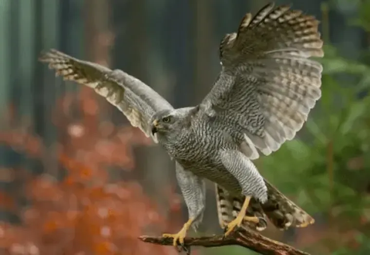 A goshawk takes flight