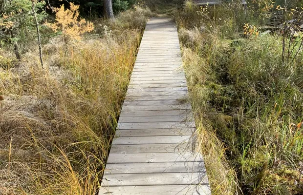 A wooden boardwalk path leads through tall grass and trees in a forested area on a sunny day.