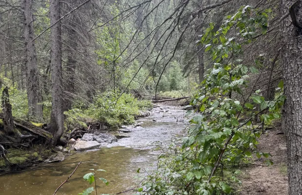 A small stream flows through a forest with dense green foliage and trees on both banks.