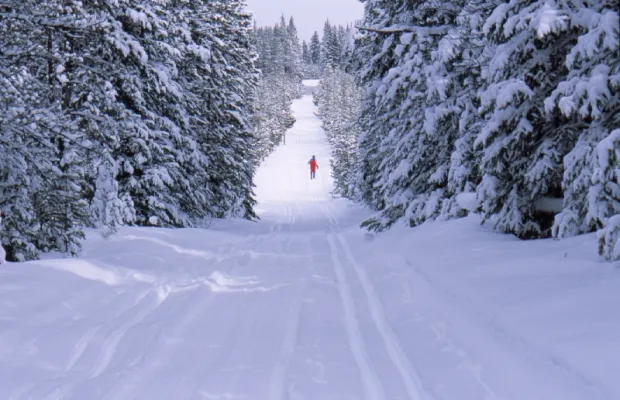 A person in a red outfit skis along a snow-covered trail surrounded by tall, snow-laden pine trees in a winter landscape.