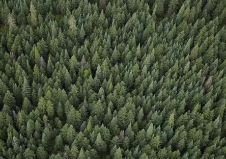 An aerial view of a dense forest filled with numerous green coniferous trees, creating a lush canopy.