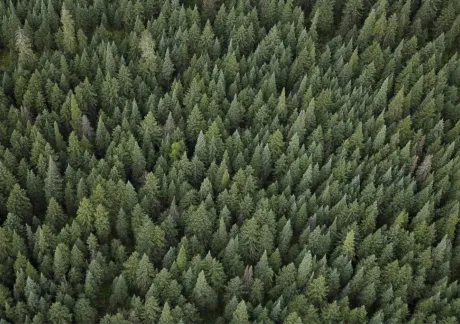An aerial view of a dense forest filled with numerous green coniferous trees, creating a lush canopy.