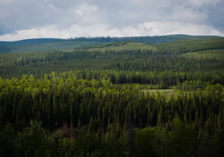 A dense forest of green trees extends across rolling hills under a cloudy sky, with varying shades of green indicating different tree types and elevations.