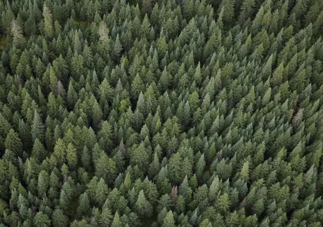 Aerial view of a dense forest filled with evergreen trees.