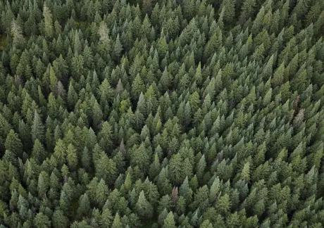 Aerial view of a dense forest filled with evergreen trees.