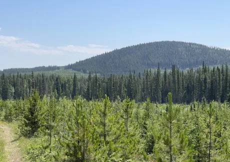 A dense forest with a variety of pine trees extends across rolling hills under a clear blue sky.