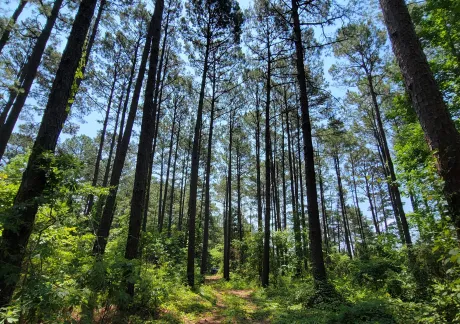 A path winds through a dense forest of tall pine trees under a clear blue sky, with sunlight filtering through the canopy.