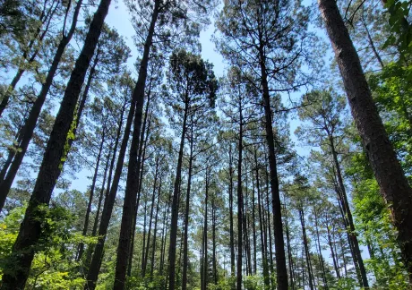 A path winds through a dense forest of tall pine trees under a clear blue sky, with sunlight filtering through the canopy.