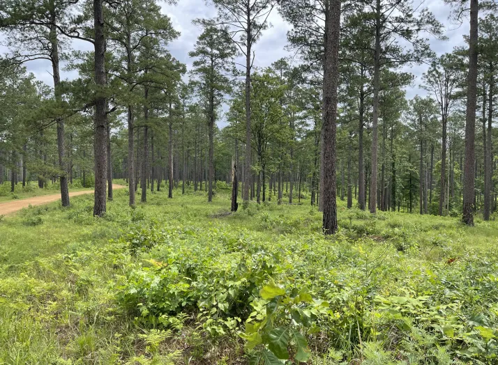 A sparsely wooded forest with tall pine trees and dense, lush green undergrowth is shown. A dirt path runs through the trees on the left side of the image under a cloudy sky.