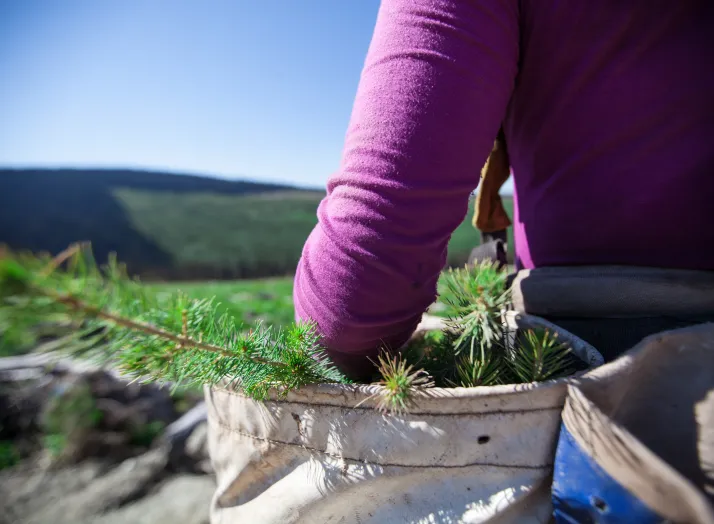 Person in a purple shirt planting trees, carrying young pine saplings in a blue and white bag, against a backdrop of green hills and clear sky.